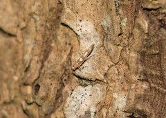 Pyroderces apparitella