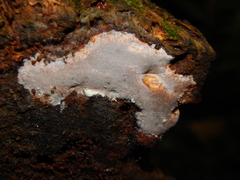 Tinctoporellus
