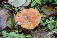 Lactarius olympianus
