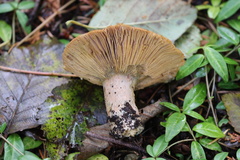 Lactarius olympianus