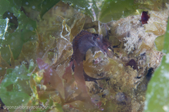 Ribeiroclinus eigenmanni
