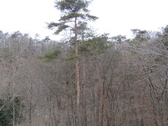 Pinus densiflora