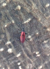 Rhodobaenus sanguineus