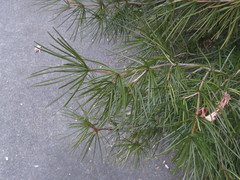 Sciadopitys verticillata