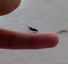 Rhodobaenus sanguineus