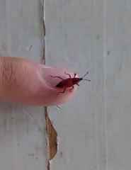 Rhodobaenus sanguineus