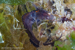 Ribeiroclinus eigenmanni