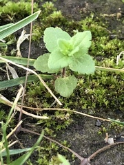 Veronica arvensis