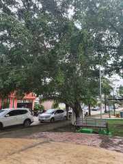 Ficus benjamina benjamina
