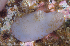 Ascidiella aspersa