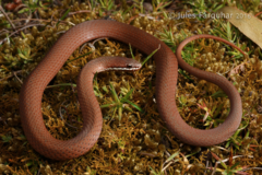 Drysdalia coronoides