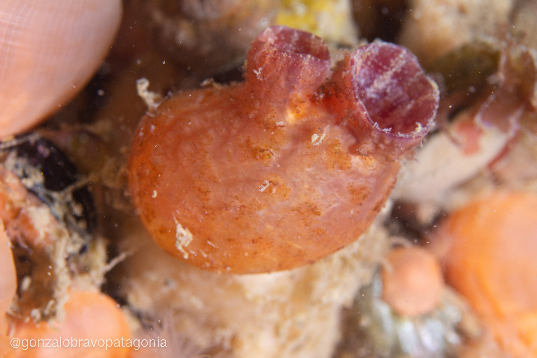Asterocarpa humilis (Heller, 1878)