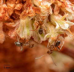 Dorymyrmex bicolor