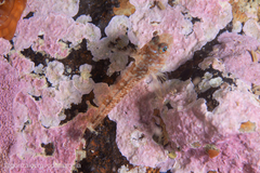 Helcogrammoides cunninghami