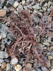 Odonthalia washingtoniensis