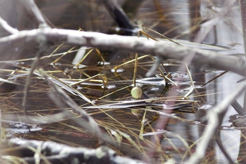 Western Chorus Frog (Pseudacris triseriata), a species recorded in Ohio