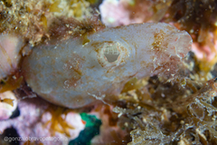 Ascidiella aspersa