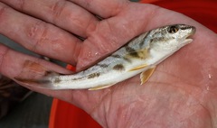 Menticirrhus saxatilis