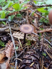 Gymnopus fuscopurpureus