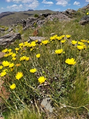 Grindelia ventanensis