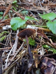 Gymnopus fuscopurpureus