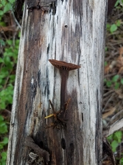Gymnopus fuscopurpureus
