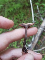 Gymnopus fuscopurpureus