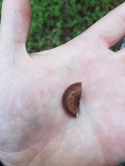 Gymnopus fuscopurpureus