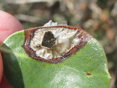 Exobasidium arctostaphyli