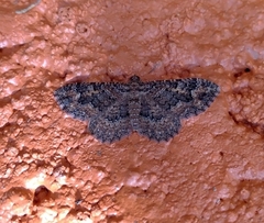 Disclisioprocta stellata