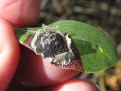 Exobasidium arctostaphyli