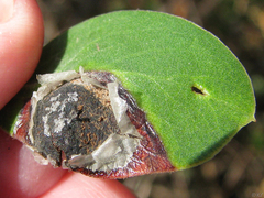 Exobasidium arctostaphyli