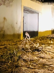 Hydropsalis cayennensis