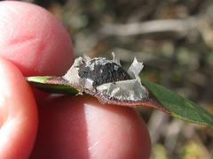 Exobasidium arctostaphyli