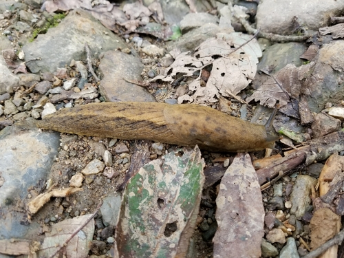 Anadenus nepalensis