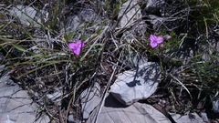Callisia navicularis