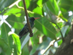 Chlorostilbon lucidus