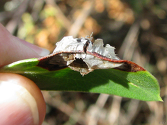 Exobasidium arctostaphyli
