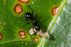 Polyrhachis robsoni