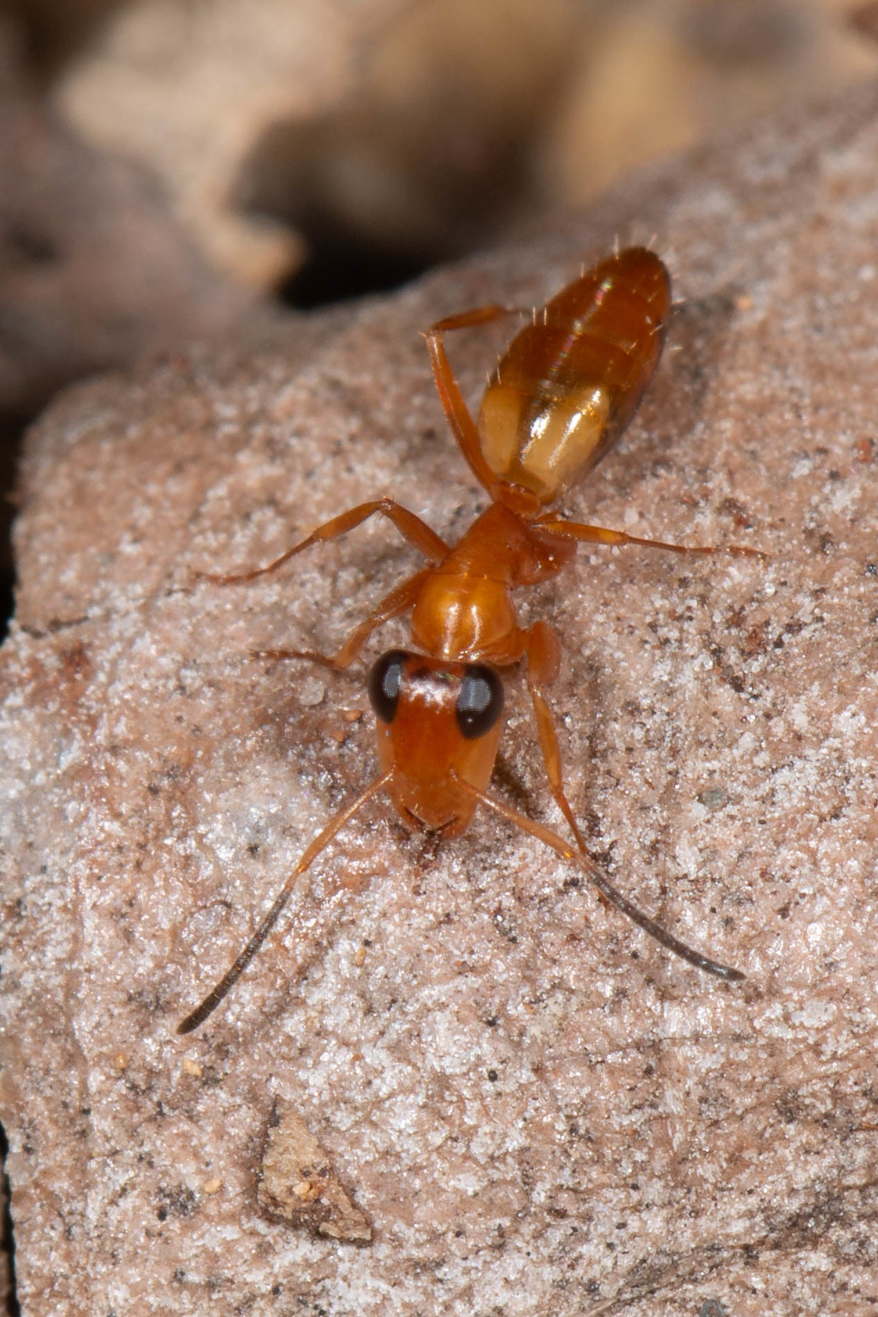 Opisthopsis jocosa