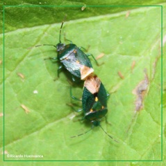 Ditomotarsus punctiventris