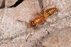 Opisthopsis jocosa