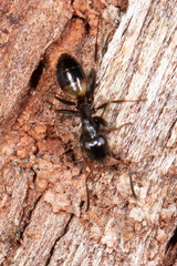 Opisthopsis respiciens