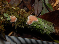 Aleurodiscus mirabilis