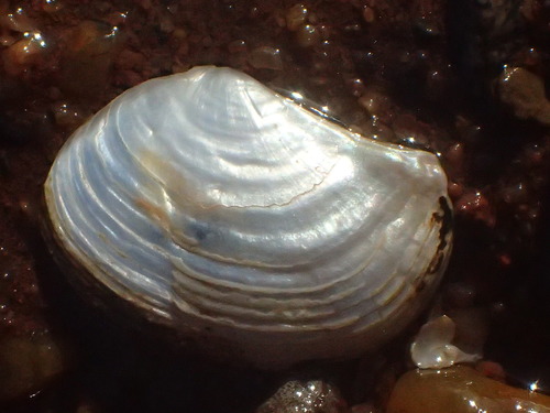 Common Pandora Clam