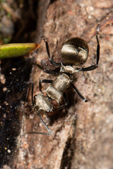 Polyrhachis cupreata