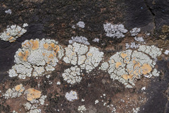 Rhizoplaca subdiscrepans