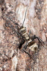 Polyrhachis cupreata