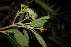 Eucalyptus curtisii