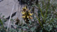 Dalea lutea
